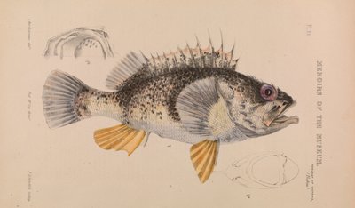 Oceaanbaars, Helicolenus percoides door Arthur Bartholomew